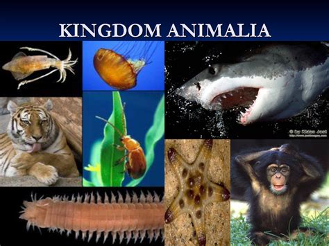 Animalia .